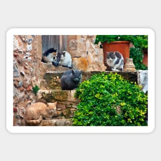 Siesta time for the cats of Monemvassia Sticker